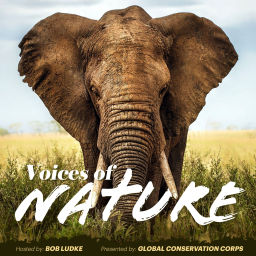 Podcast thumbnail for Voices of Nature
