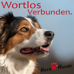 Podcast thumbnail for Deine Gassi-Runde als Heldenreise > mit Deinem Hund wortlos verbunden!