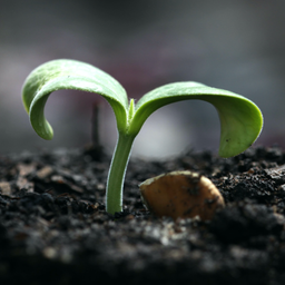 Podcast thumbnail for Living Farms: Biodynamic perspectives worldwide