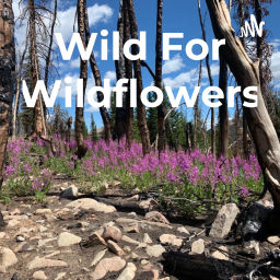 Podcast thumbnail for Wild For Wildflowers