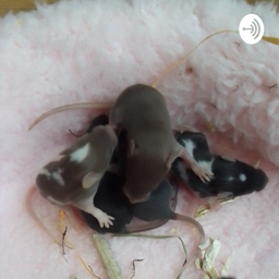 Podcast thumbnail for kleurmuis Informatie!
