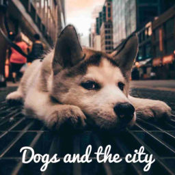 Podcast thumbnail for 독스 앤 더시티 (Dogs and the city)