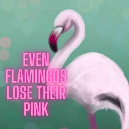 Podcast thumbnail for Even Flamingos lose their pink