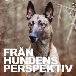 Podcast thumbnail for Från Hundens Perspektiv