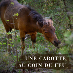 Podcast thumbnail for Une carotte au coin du feu