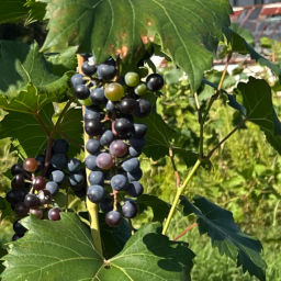 Podcast thumbnail for れおさんのぶどう畑