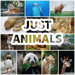 Podcast thumbnail for Just Animals