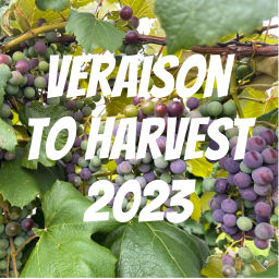 Podcast thumbnail for Veraison to Harvest 2023