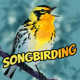 Podcast thumbnail for Songbirding: A Birding-by-ear Podcast