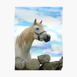 Podcast thumbnail for Connemara Pony Tales
