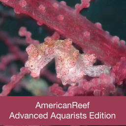 Podcast thumbnail for Americanreef - Keeping Saltwater and Coral Reef Aquariums by Learning from Advanced Aquarists