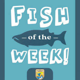 Podcast thumbnail for Fish of the Week!