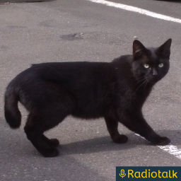 Podcast thumbnail for のら猫の愚痴ラジオ