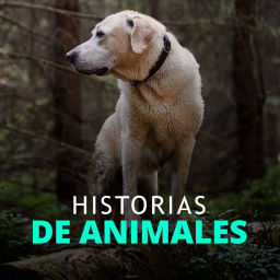 Podcast thumbnail for Historias de animales que podrían cambiar el mundo
