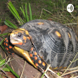 Podcast thumbnail for Tortugas de Colombia
