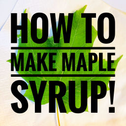 Podcast thumbnail for How to Make Maple Syrup!