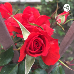 Podcast thumbnail for Liliana Peña Tellez