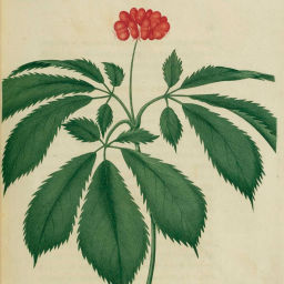 Podcast thumbnail for Southern Appalachian Herbs