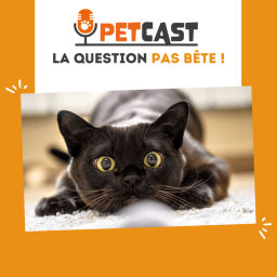 Podcast thumbnail for La question pas bête ! 🐾🧐
