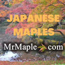 Podcast thumbnail for MrMaple Show