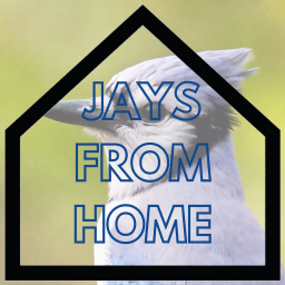 Podcast thumbnail for Jays From Home