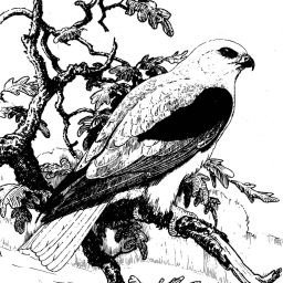 Podcast thumbnail for Ohlone Audubon