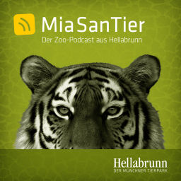 Podcast thumbnail for Mia san Tier - Der Zoo-Podcast aus Hellabrunn