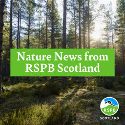 Podcast thumbnail for Nature News from RSPB Scotland