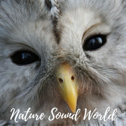 Podcast thumbnail for Nature Sound World - Luontoäänien maailma