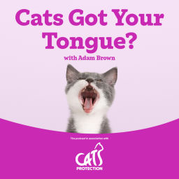 Podcast thumbnail for Cats Got Your Tongue?