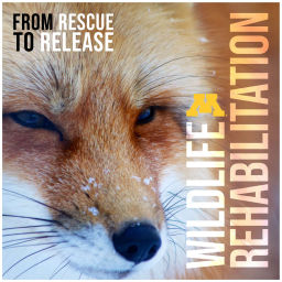 Podcast thumbnail for Wildlife Rehabilitation: From Rescue to Release