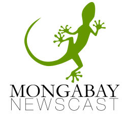 Podcast thumbnail for Mongabay Newscast
