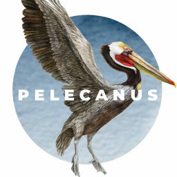 Podcast thumbnail for Pelecanus