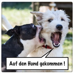 Podcast thumbnail for Auf den Hund gekommen!