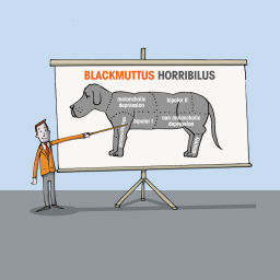 Podcast thumbnail for Expert Insights – Black Dog Institute Podcasts