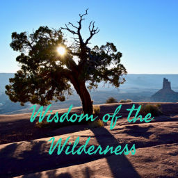 Podcast thumbnail for Wisdom of the Wilderness