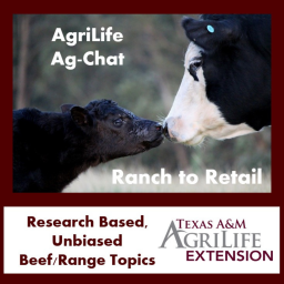Podcast thumbnail for Texas A&M AgriLife Ranch to Retail