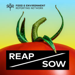 Podcast thumbnail for REAP/SOW