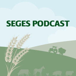 Podcast thumbnail for SEGES Økonomi og virksomhedsledelse
