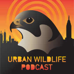 Podcast thumbnail for Urban Wildlife Podcast
