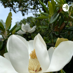 Podcast thumbnail for Under the Magnolia Tree