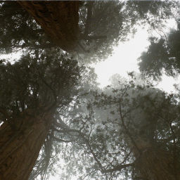 Podcast thumbnail for Redwood Christian Fellowship - Sermons