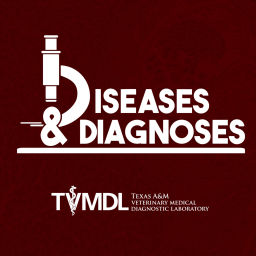 Podcast thumbnail for Diseases & Diagnoses