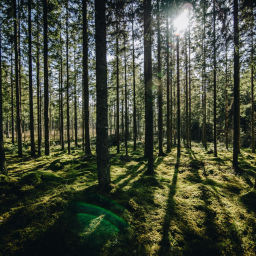 Podcast thumbnail for From The Forest