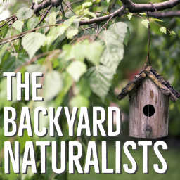 Podcast thumbnail for The Backyard Naturalists