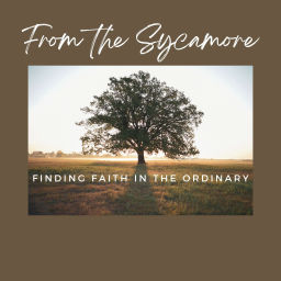 Podcast thumbnail for From the Sycamore: Finding Faith in the Ordinary
