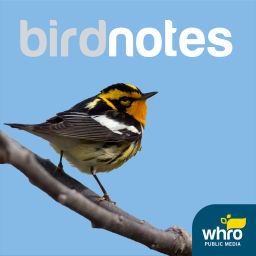 Podcast thumbnail for Bird Notes