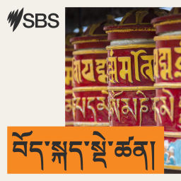 Podcast thumbnail for SBS Tibetan - SBS བོད་སྐད་སྡེ་ཚན།