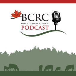 Podcast thumbnail for Canadian Beef Cattle Podcast