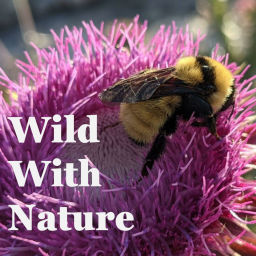 Podcast thumbnail for Wild With Nature